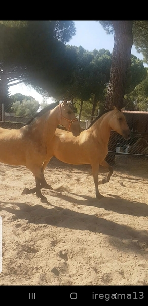 Caballos Pura Raza Española (P.R.E.) Pura raza española  - Vendo yegua baya pura raza española 