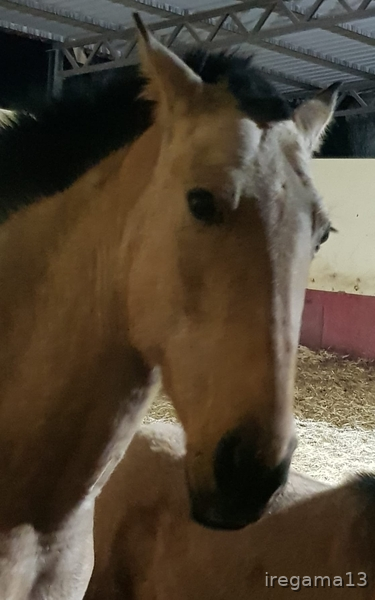 Vendo yegua baya pura raza española  - Caballos Pura Raza Española (P.R.E.) Pura raza española 