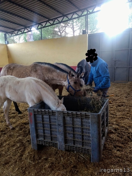 Vendo yegua baya pura raza española  - Pura raza española 