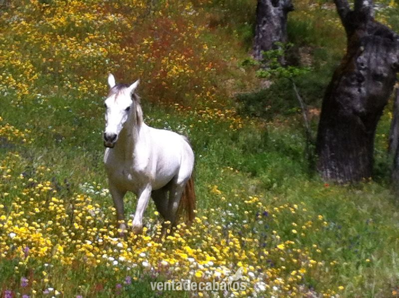 En venta caballo árabe entero in 