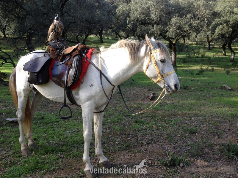 Caballos Enteros Arabe - En venta caballo árabe entero