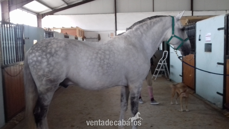 Caballo Lusitano. Doma Clasica in 