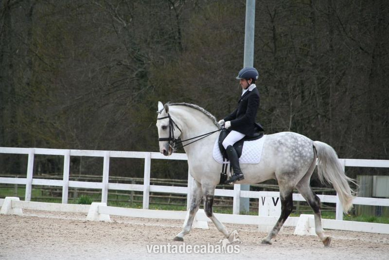 Lusitano