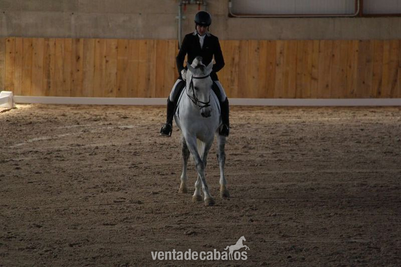 Lusitano {TYPE}