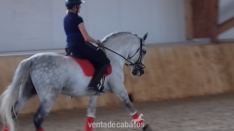 Caballos Enteros Lusitano - Caballo Lusitano. Doma Clasica