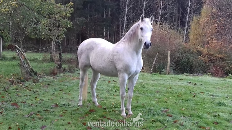 VENTA YEGUA CRUZADA MUY ARAB in 