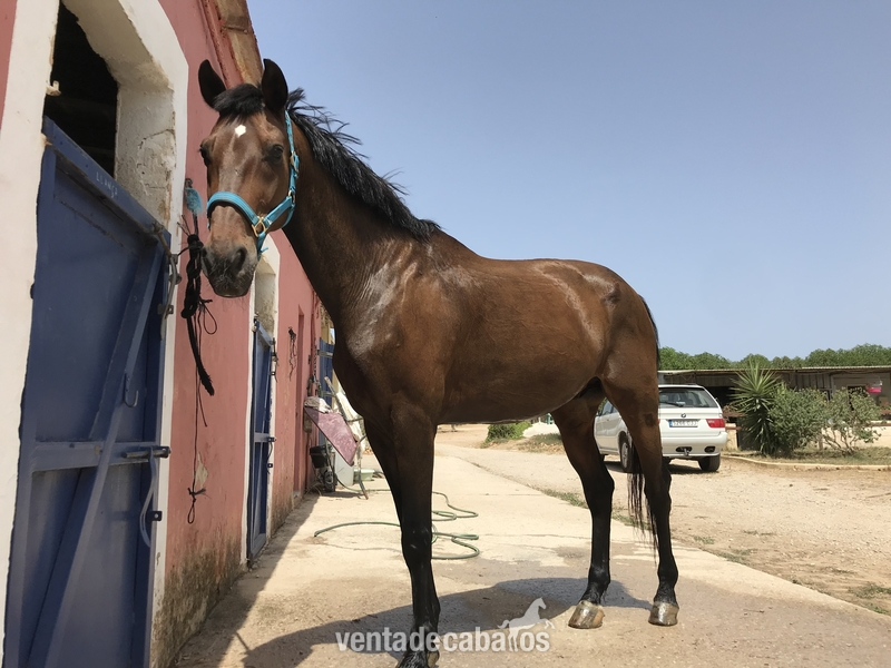 Caballo de Deporte Español (CDE)