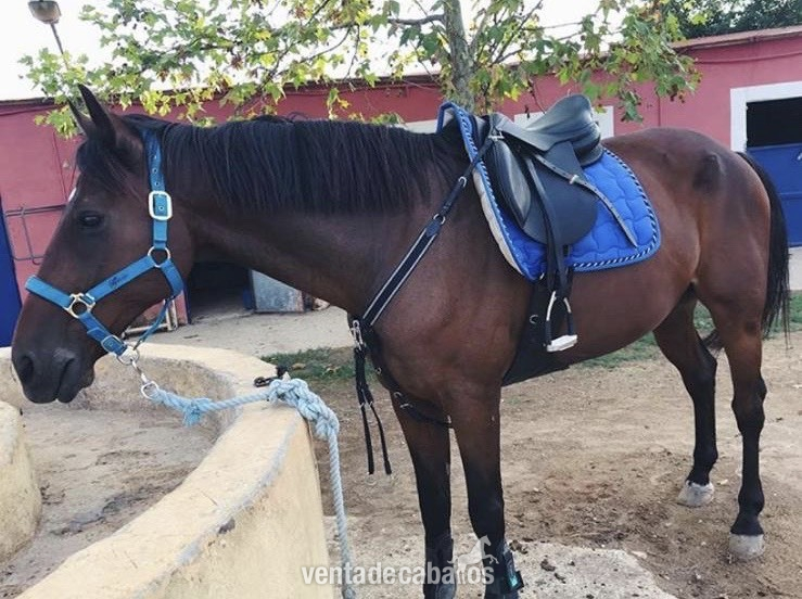 Caballo de Deporte Español (CDE) {TYPE}