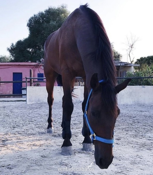 Caballos Capados Caballo de Deporte Español (CDE) - CDE de Salto, iniciado en doma