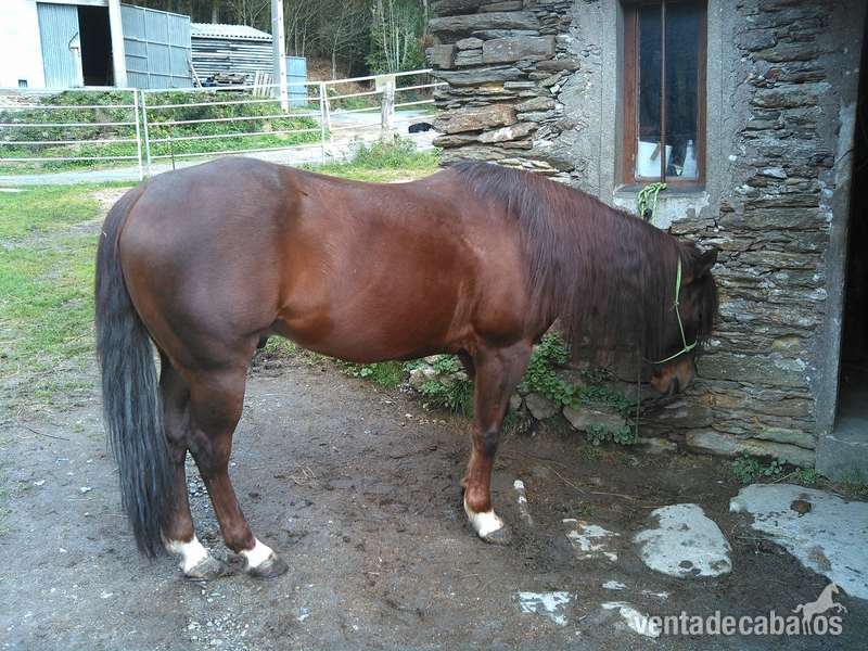 quarterhorses galicia  vende in 