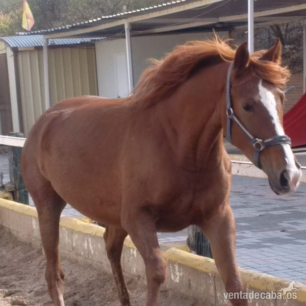 Caballo de Deporte Español (CDE)