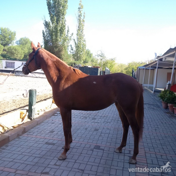 Caballo de Deporte Español (CDE) {TYPE}
