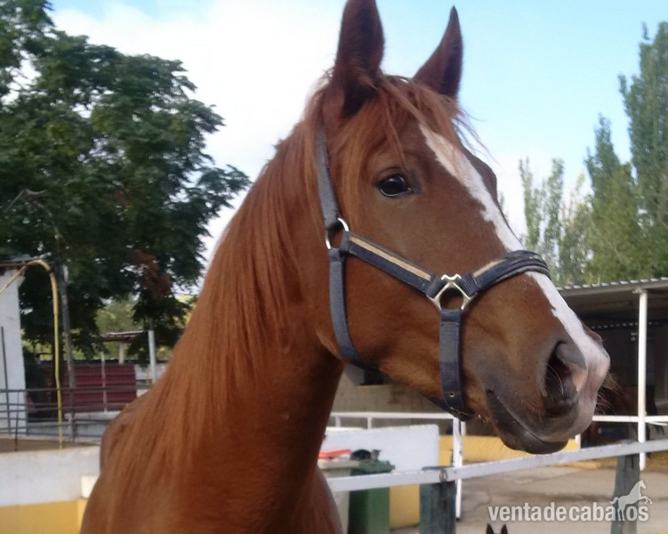 Potras Caballo de Deporte Español (CDE) - Potra CDE alazana.