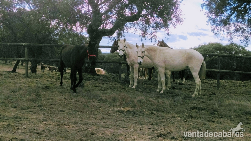 LOTE DE 3 YEGUAS in 