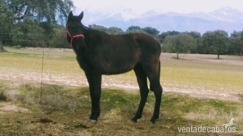 LOTE DE 3 YEGUAS - Yeguas Lusitana- Español