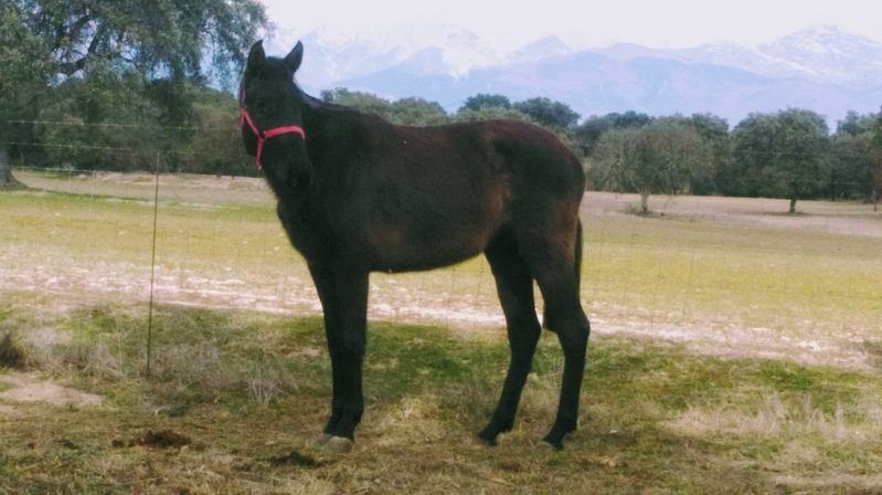LOTE DE 3 YEGUAS - Yeguas Lusitana- Español