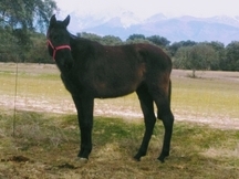 LOTE DE 3 YEGUAS