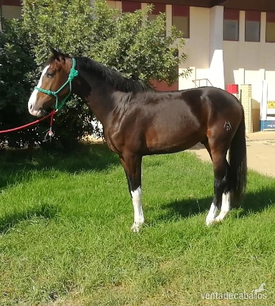 Caballos Enteros Kwpn cde - Potro centro europeo línea de doma 