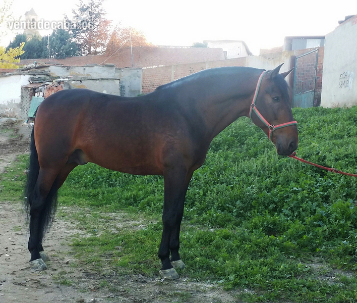 Caballo de pura raza española in 