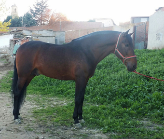 Caballo de pura raza española