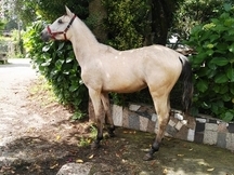 Potro hispano árabe 2años