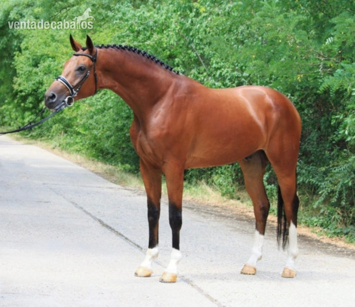 5 yo Hannoverian horse  in 