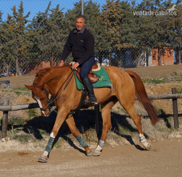 CABALLO DE SALTO 5 AÑOS in 
