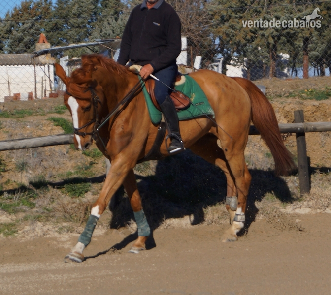 Caballos Capados Silla francés - CABALLO DE SALTO 5 AÑOS