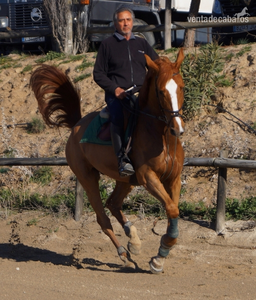 CABALLO DE SALTO 5 AÑOS - Caballos Capados Silla francés