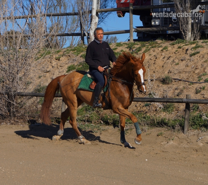 CABALLO DE SALTO 5 AÑOS - Silla francés