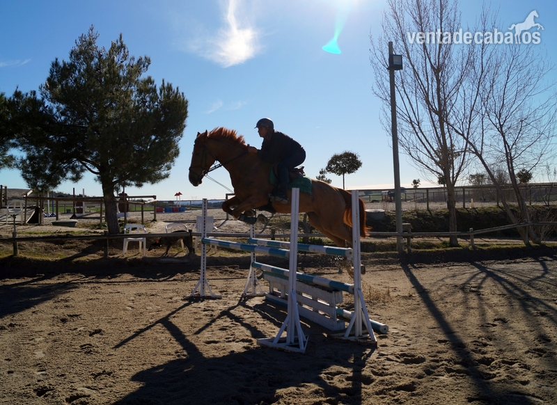 CABALLO DE SALTO 5 AÑOS - Caballos Capados