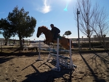 CABALLO DE SALTO 5 AÑOS