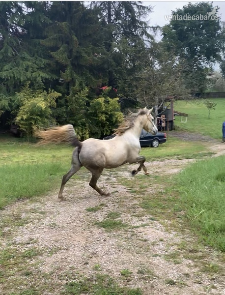 Venta caballo arabe in 