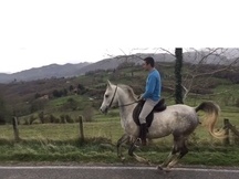 Venta caballo arabe