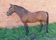 CABALLO HISPANO ÁRABE