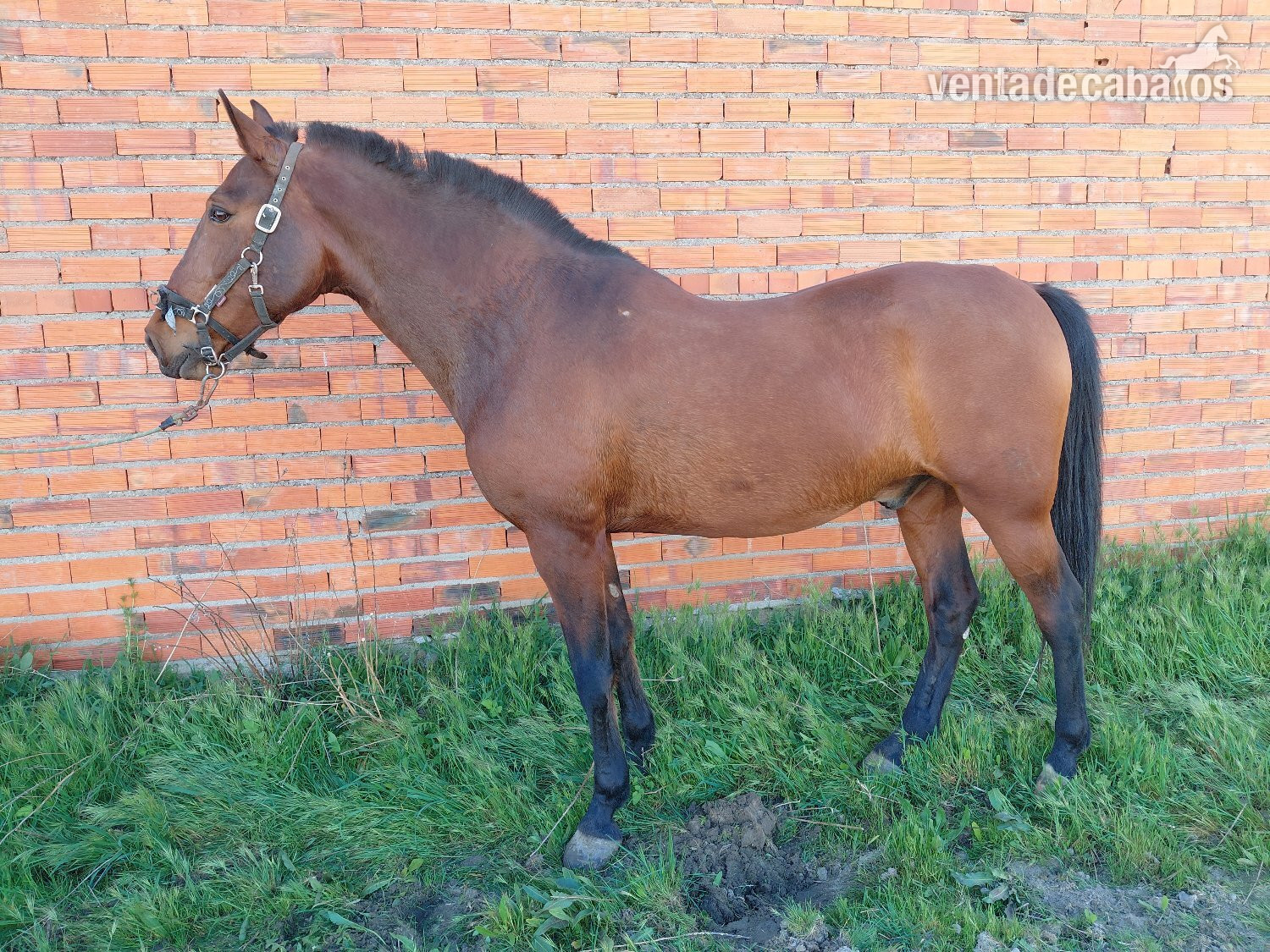 CABALLO HISPANO ÁRABE in 