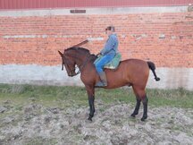 CABALLO HISPANO ÁRABE