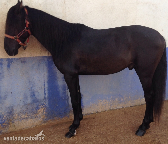 Caballos Pura Raza Española (P.R.E.) Pura Raza Española - Vendo potro pre negro