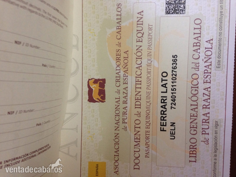 Vendo potro pre negro - Caballos Pura Raza Española (P.R.E.) Pura Raza Española