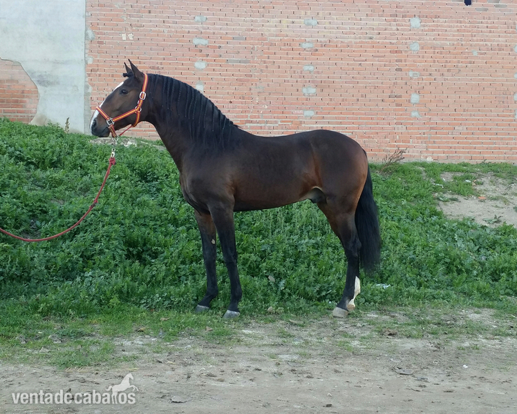 Caballo lusitano puro con papeles in 