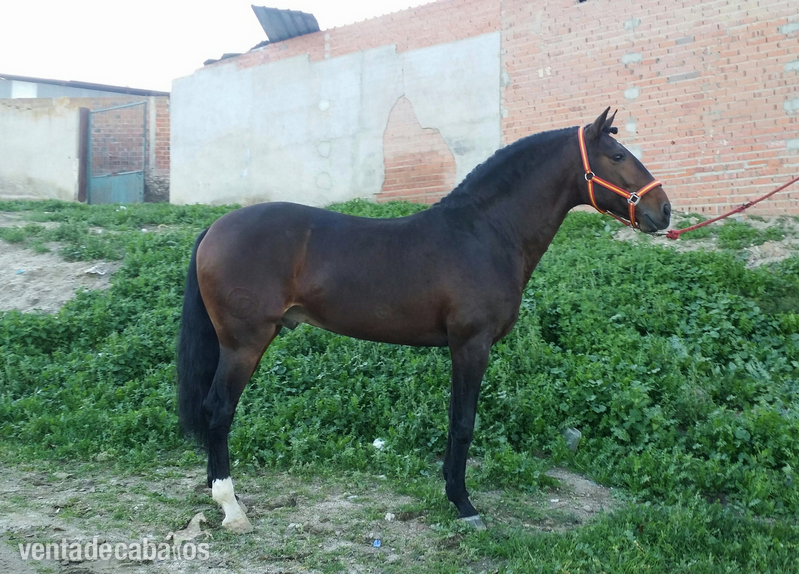 Lusitano