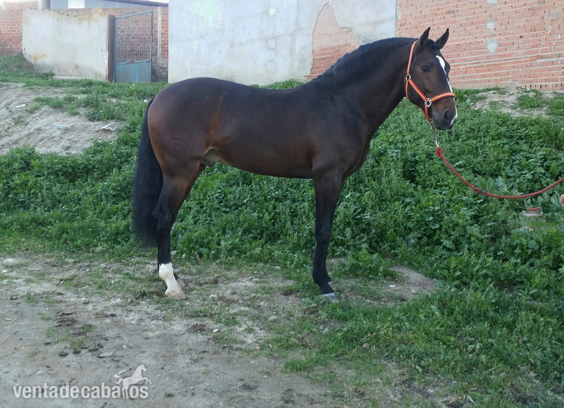 Lusitano {TYPE}