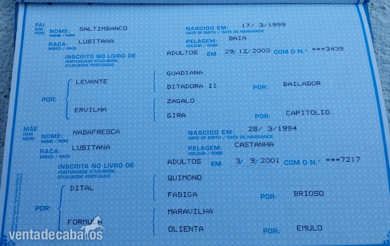 Caballo lusitano puro con papeles - Caballos Pura Raza Española (P.R.E.) Lusitano
