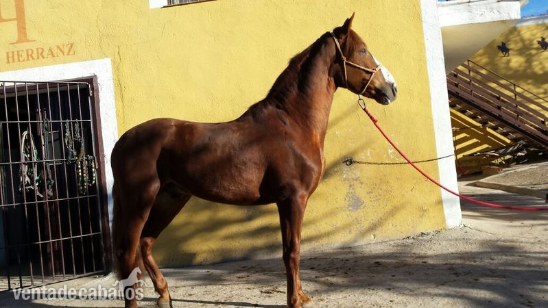 CABALLO PRE 4 AÑOS in 