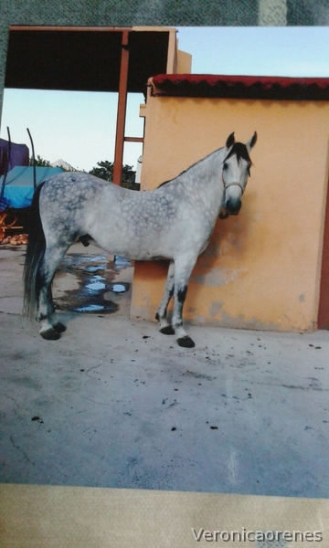 Caballo PRE tordo in 