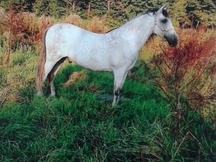 Caballo PRE tordo