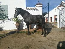 TRIANERO CA , caballo de 2012 