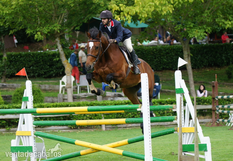 KWPN {TYPE}