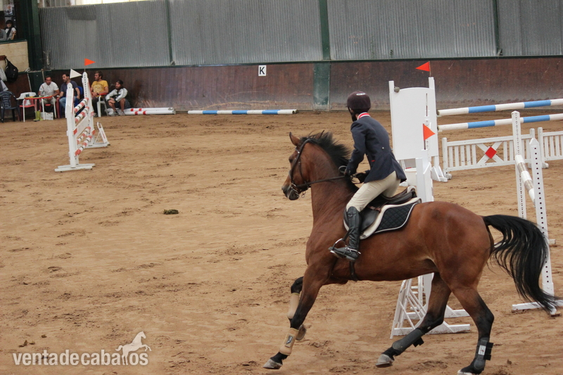 Yegua de salto - Yeguas KWPN