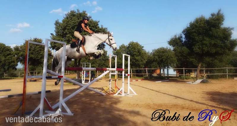 Caballo de Deporte Español (CDE)